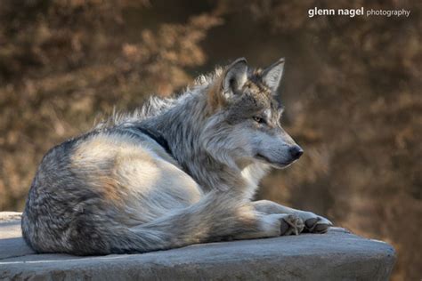 Glenn Nagel Photography | Mexican Gray Wolves