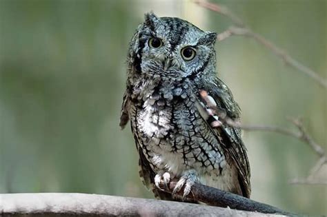 10 owl species that live in Michigan – Nature Blog Network