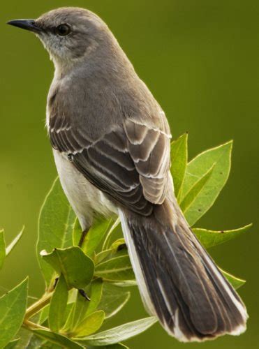 State Bird of AR, FL, MS, TN, TX - Mockingbird