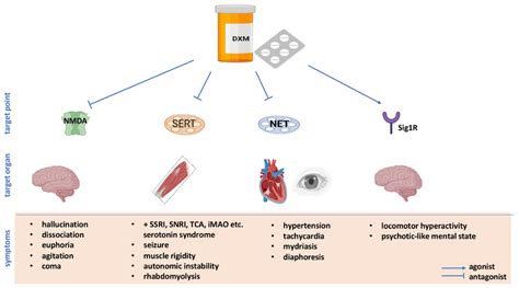 Dextromethorphan mechanisms of action and related side effects.... | Download Scientific Diagram