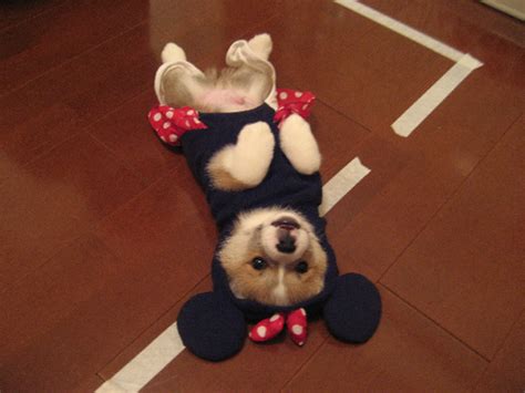 Lucy Says.: {5 Lovely Corgi Costumes on HALLOWEEN}