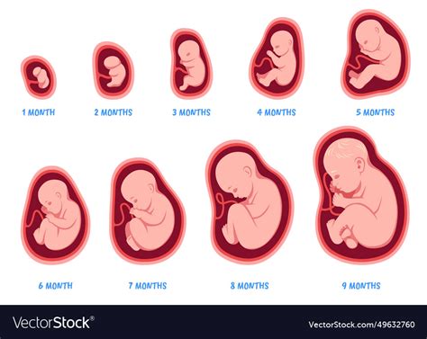 Stages of pregnancy fetal development process Vector Image