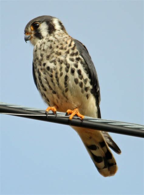 Free Images : nature, sharp, wing, animal, profile, wildlife, wild, beak, predator, hawk, avian ...