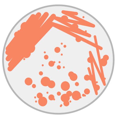 Petri Dish | Free SVG