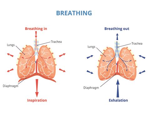 Using Respiration in Your Research