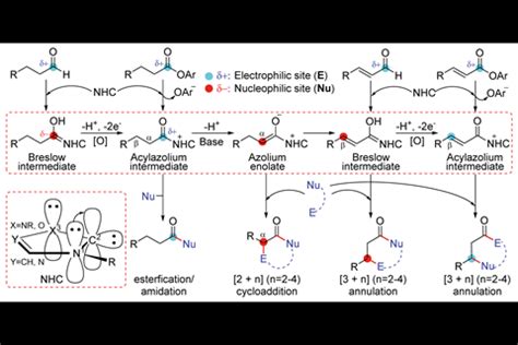 Mechanism maps predict chemoselectivity of NHC-catalysed transformations | Research | Chemistry ...