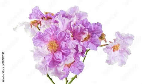 Banaba flower, Tropical flowers, Purple flowers isolated on white ...