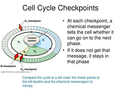 PPT - The Cell Cycle and Cancer PowerPoint Presentation, free download ...