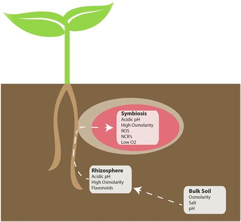 Rhizobium Bacteria Structure