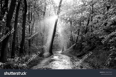 Black White Shots Ofstunning Sun Rays Stock Photo 1996275647 | Shutterstock