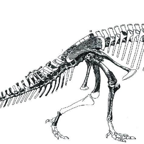 The holotype skeleton of Ceratosaurus nasicornis (USNM 4735: Smithonian ...