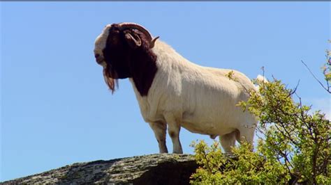 Boer Goat Farming - YouTube