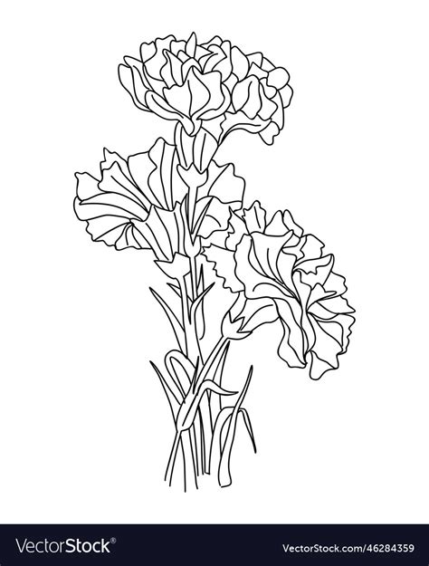 Carnation january birth month flower line art Vector Image