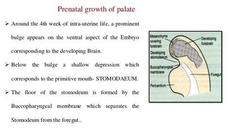 Development of palate