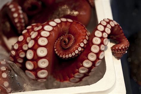 Octopus suckers spiral | natural concentric spiral pattern o… | Flickr ...