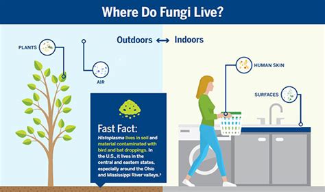 Invasive Fungal Infections Can Lead to Sepsis—And Have a High Mortality ...