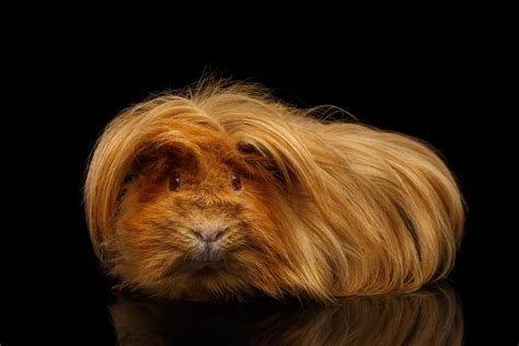 Guinea Pig Breed Guide » Petsoid