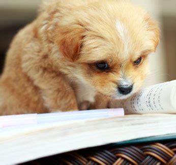 Belle's Bookshelf: Bookish Fun: Dogs Reading Books