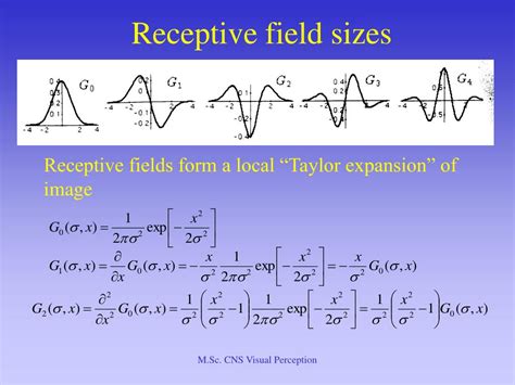 PPT - Concept of receptive field PowerPoint Presentation, free download ...