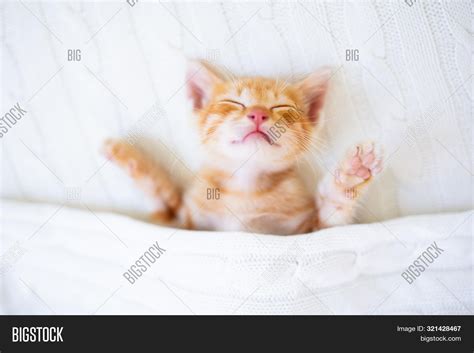 Baby Cat Sleeping. Image & Photo (Free Trial) | Bigstock