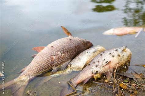 Dead fish floated with fly and other trash in the dark water, Water pollution, River pollution ...