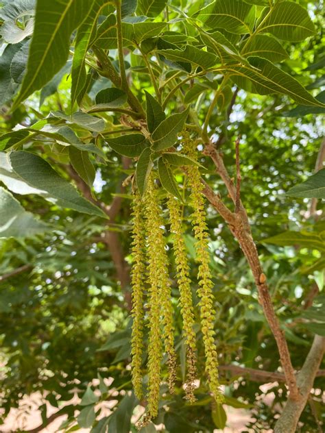 Growing Pecans & Growing an Industry in South Africa - Pecan South MagazinePecan South magazine ...