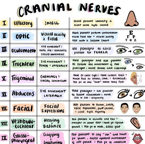 Cranial Nerves Sheet Colorful Hand Drawn Pictures for Nursing Students, New Grad RN, NCLEX Prep ...