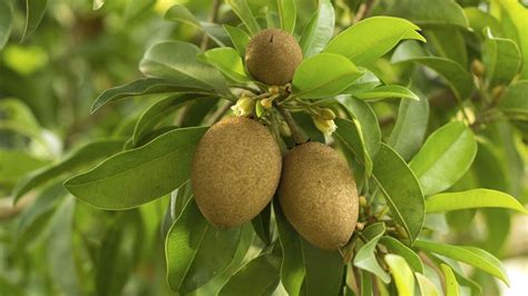 15 Amazing Health Benefits & Uses of Chikoo (Sapodilla) – 15 Health Benefits