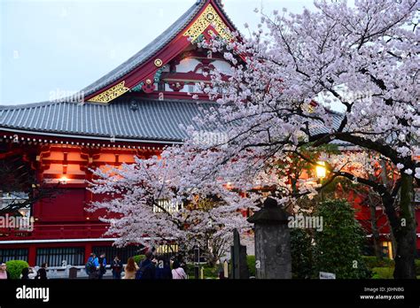 Cherry Blossom in Asakusa Temple Stock Photo - Alamy