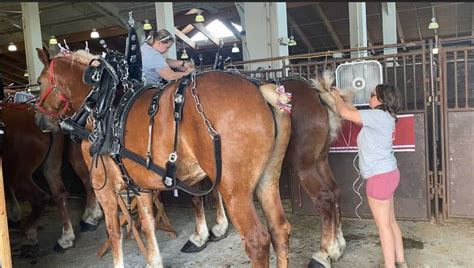 Draft horse show brings competition, community