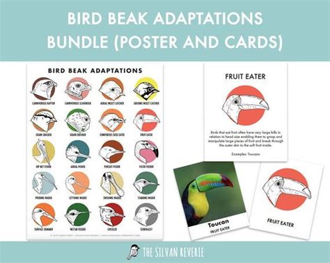 bird beaks posters and cards