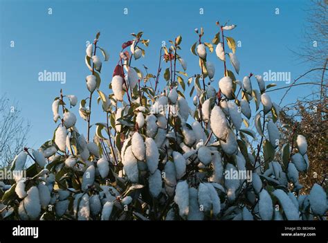 Photinia x fraseri "Red Robin" after snowfall in winter Stock Photo - Alamy