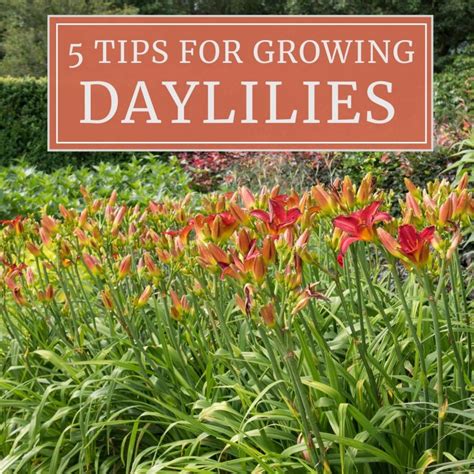 5 Tips for Growing Daylilies - Longfield Gardens