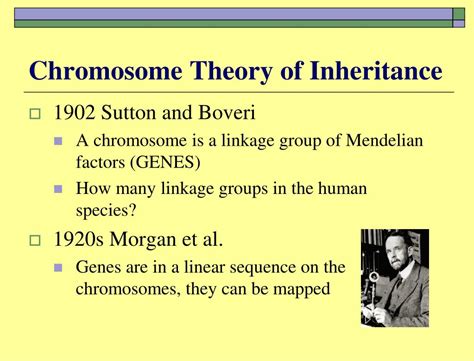 PPT - Chromosome Theory of Inheritance PowerPoint Presentation, free download - ID:5183654