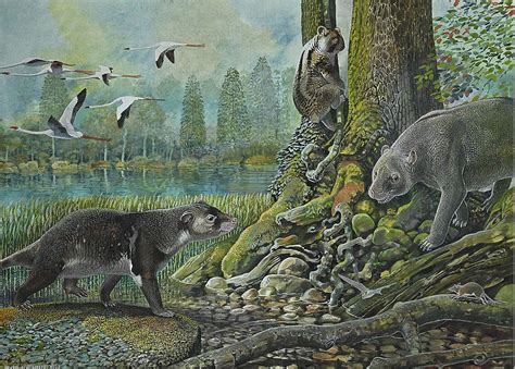 Out on a limb - koala fossil fills 30m year gap – News