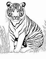 Free Tiger Coloring Pages For Kids Of All Ages sketch template