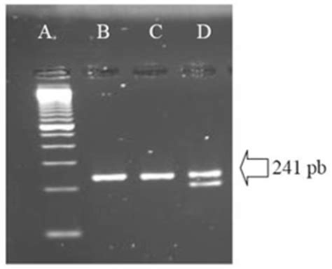 Expression of Activation Markers using flow cytometry... | Download Scientific Diagram