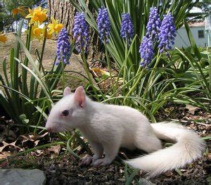 Squirrel News: White Albino Squirrels