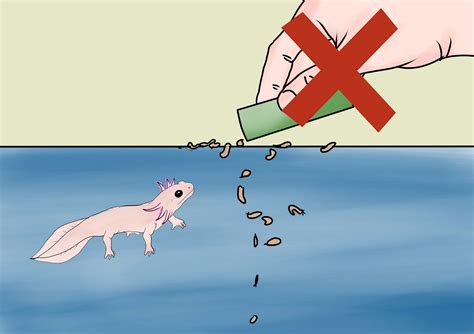 How to Care for an Axolotl: 11 Steps (with Pictures) - wikiHow