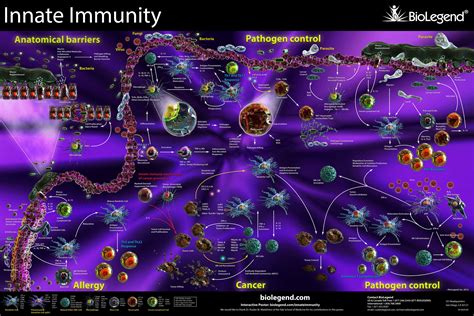 Innate Immunity