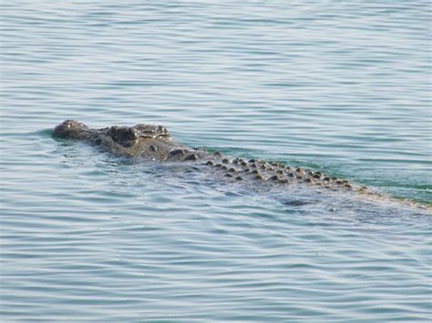 Nile Crocodile Conservation Case Study | The Mohamed bin Zayed Species ...