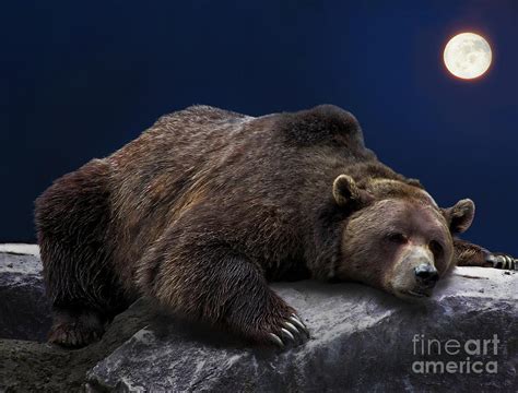 Sleeping Grizzly Bear Photograph by Sylvie Bouchard