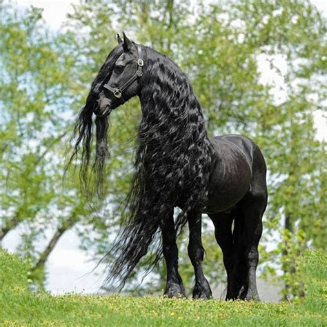 Black Friesian horses are majestic. | Friesian horse, Most beautiful ...