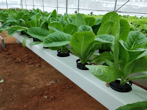 Growing Romaine Lettuce or Cos Lettuce in Hydroponics – GEEKGARDENER