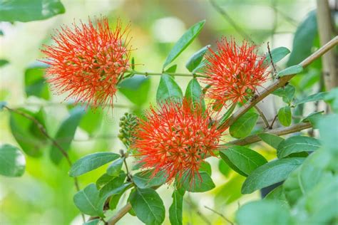 Combretum Erythrophyllum Bush Willow Stock Image - Image of blooming ...