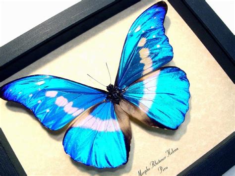 Morpho rhetenor helena - Framed Morpho Butterfly