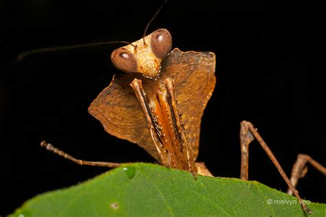 Dead Leaf Praying Mantis by melvynyeo on DeviantArt