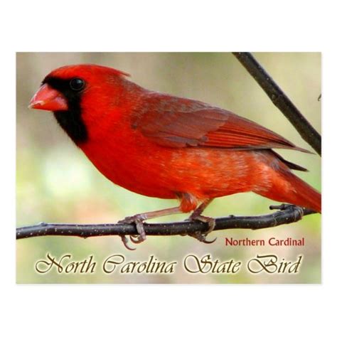 North Carolina State Bird - Northern Cardinal Postcard | Zazzle.com