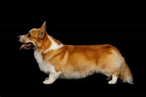 510+ Corgi Side View Stock Photos, Pictures & Royalty-Free Images - iStock