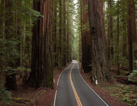 Coastal Redwoods in Humboldt County, California. | Humboldt county, Humboldt california, Pacific ...